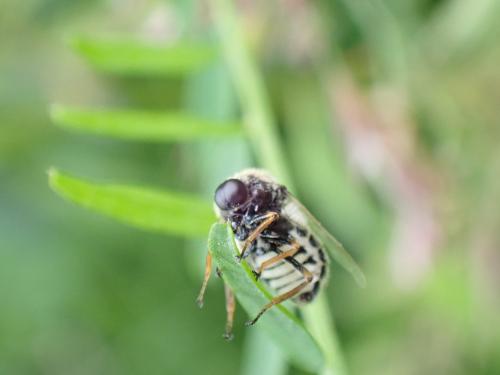 Ogcodes gibbosus