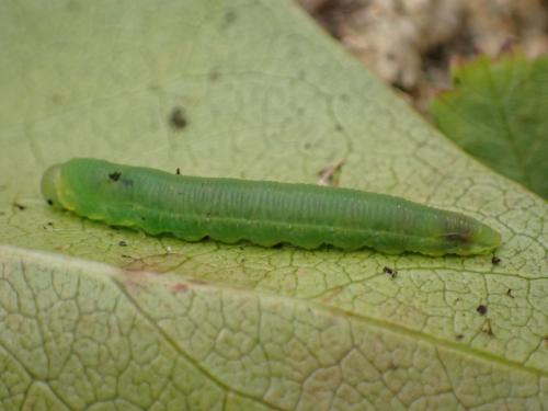 Macrophya punctumalbum