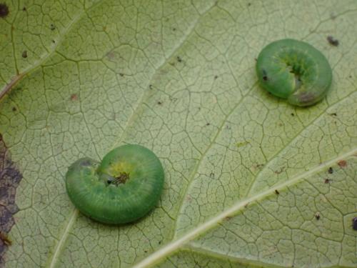 Macrophya punctumalbum