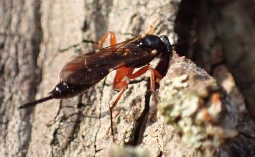Réf. 352 116 : Pimpla sp.
