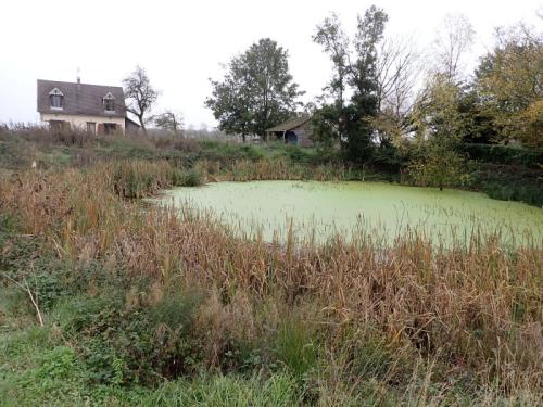 Réf. 352 087 : Notonecta viridis