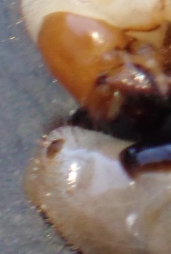 Melolonthinae