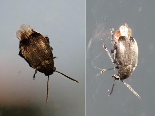 Bruchidius siliquastri