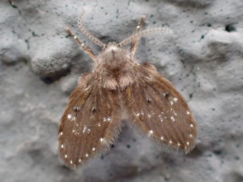 Réf. 352 173 : Clogmia albipunctata