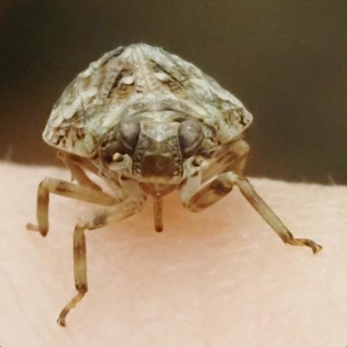 Issus muscaeformis