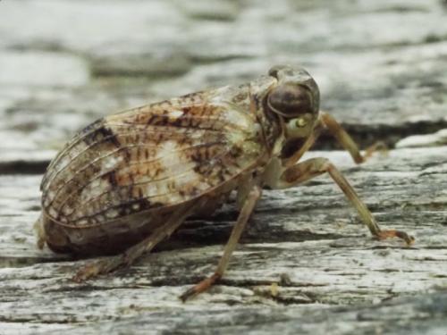 Issus muscaeformis