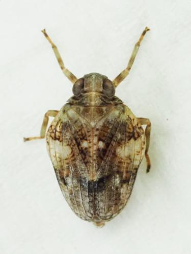 Issus muscaeformis
