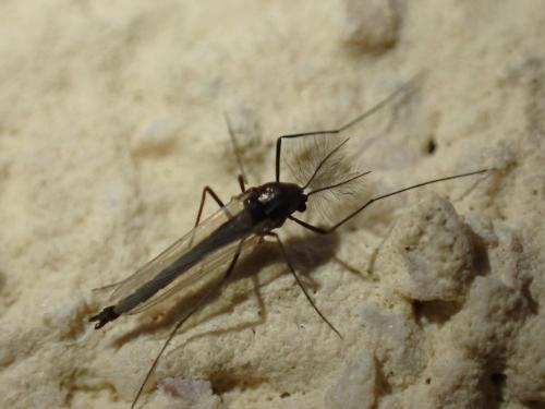 Réf. 352 490 : Orthocladiinae inconnu