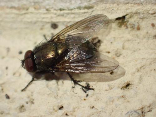Réf. 352 532 : Eudasyphora cyanella
