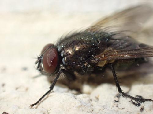 Réf. 352 531 : Eudasyphora cyanella
