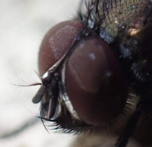 Réf. 352 552 : Eudasyphora cyanella