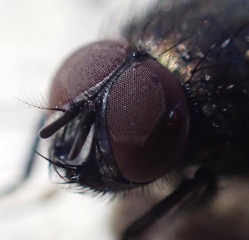 Eudasyphora cyanella
