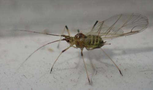 Réf. 352 511 : Macrosiphini inconnu