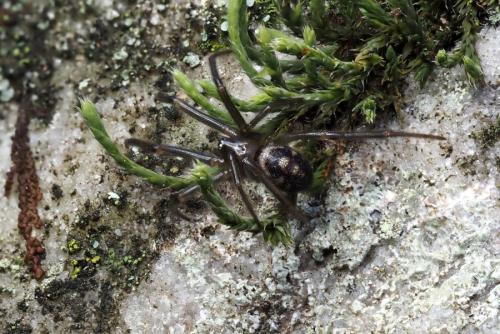 Steatoda grossa