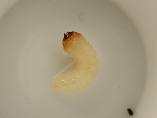 Réf. 352 873 : Rhagium sycophanta