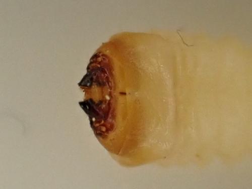 Réf. 352 875 : Rhagium sycophanta