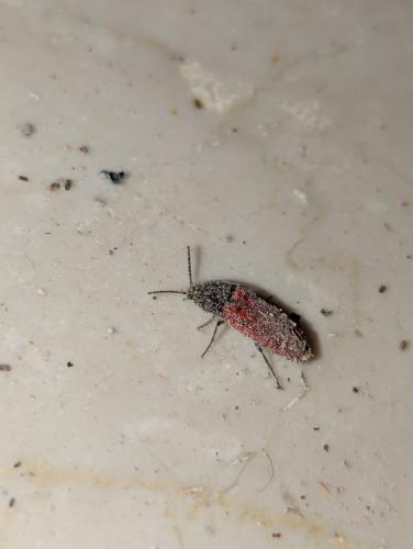 Réf. 352 579 : Ampedus sp.