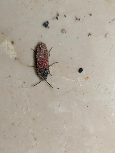 Réf. 352 580 : Ampedus sp.