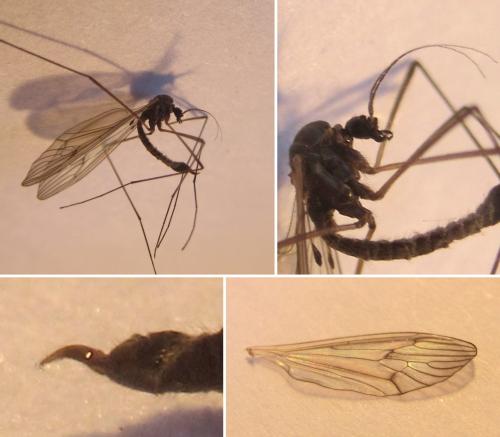 Réf. 352 588 : Trichocera regelationis