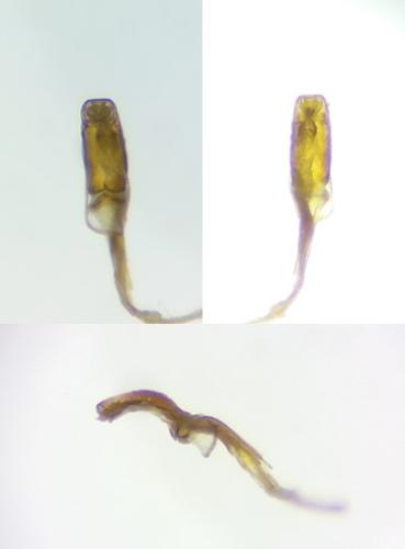 Rhizophagus sp.
