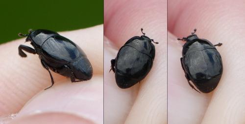 Réf. 352 070 : Saprinus semistriatus
