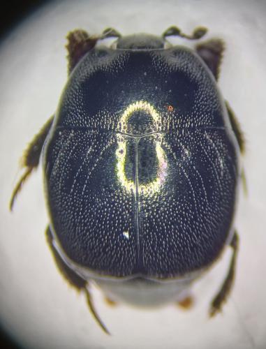 Réf. 352 505 : Saprinus semistriatus
