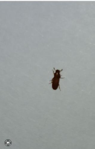 Réf. 352 519 : Tribolium sp.