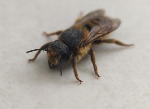 Réf. 352 739 : Megachile ericetorum