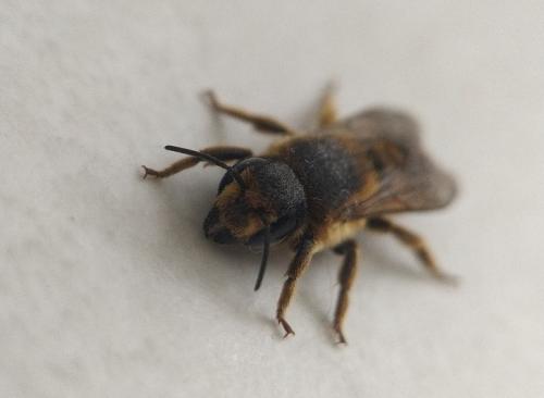 Réf. 352 766 : Megachile ericetorum