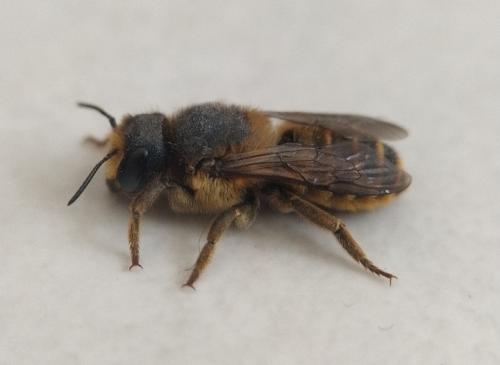Réf. 352 767 : Megachile ericetorum