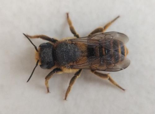 Réf. 352 768 : Megachile ericetorum