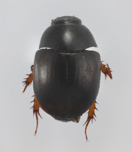 Réf. 352 554 : Sphaeridium marginatum