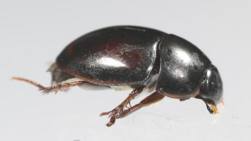 Réf. 352 555 : Sphaeridium marginatum
