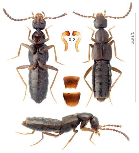 Réf. 352 156 : Myrmecopora laesa