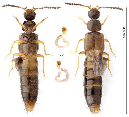 Atheta marcida