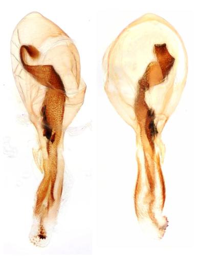 Réf. 352 202 : Hypnogyra angularis