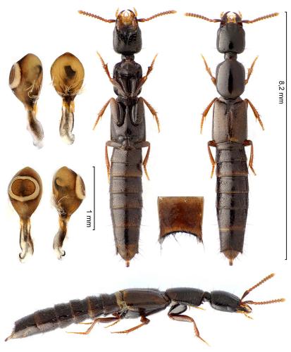 Réf. 352 201 : Hypnogyra angularis