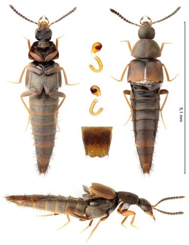 Oxypoda opaca