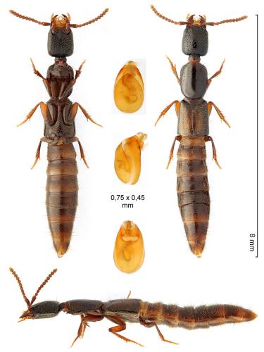 Gyrohypnus angustatus
