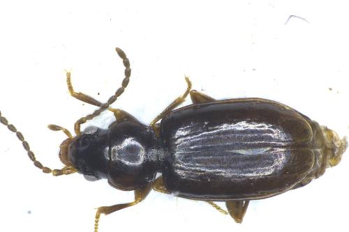 Réf. 352 176 : Tachys bistriatus