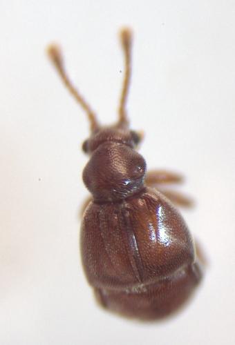 Réf. 352 822 : Reichenbachia juncorum