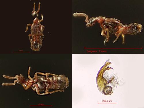 Réf. 352 060 : Autalia longicornis
