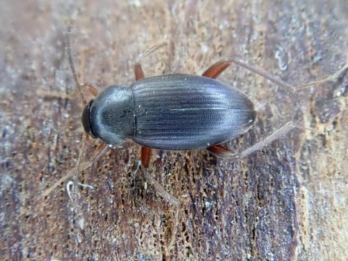 Choleva sp.