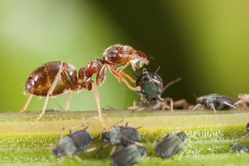 Formicinae