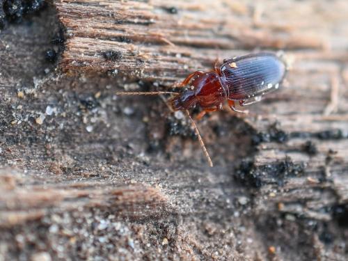 Réf. 352 942 : Platyderus depressus