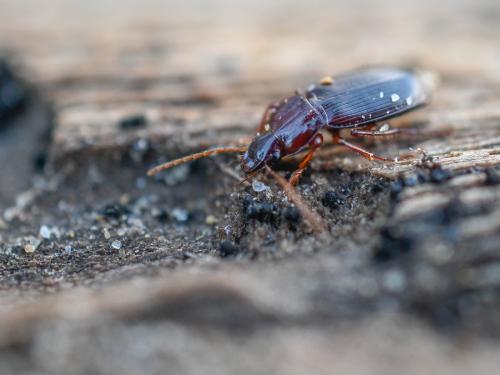 Réf. 352 941 : Platyderus depressus