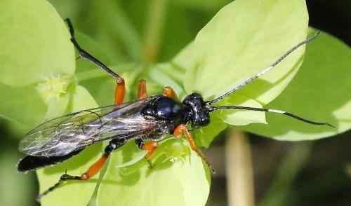 Réf. 352 055 : Eurylabus tristis