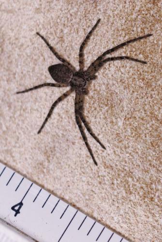 Réf. 352 155 : Philodromus buxi