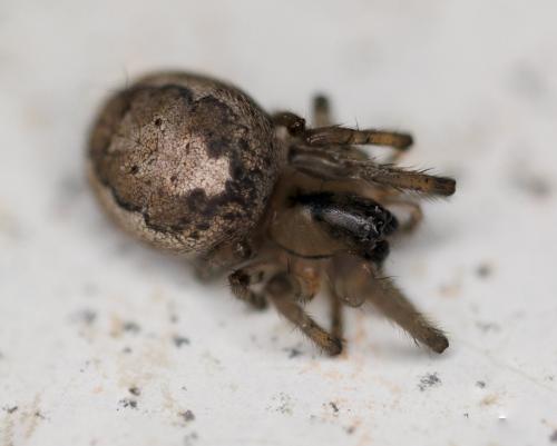 Zygiella x-notata