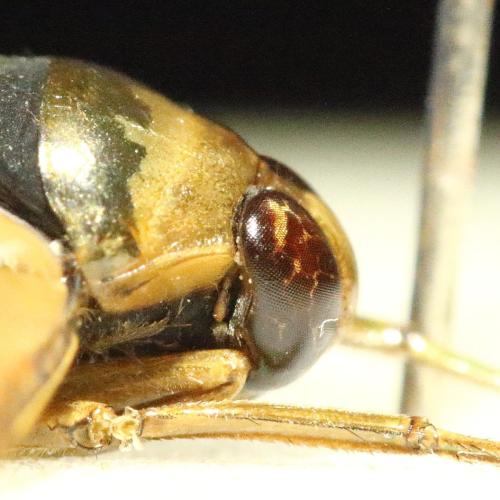 Notonecta glauca